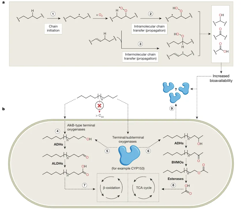 高分子生物降解，最新Nature！